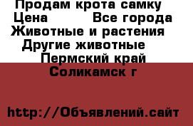 Продам крота самку › Цена ­ 200 - Все города Животные и растения » Другие животные   . Пермский край,Соликамск г.